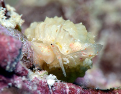 Distorsomina pusilla