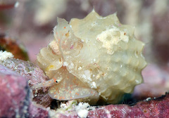 Distorsomina pusilla