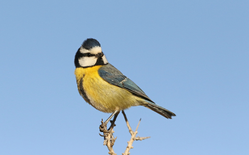 Herrerillo canario (Cyanistes teneriffae)
