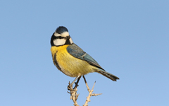 Cyanistes teneriffae degener