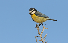 Cyanistes teneriffae degener