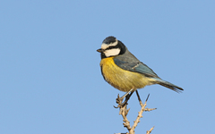 Cyanistes teneriffae degener