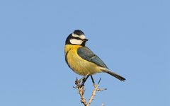 Cyanistes teneriffae degener