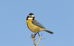 Cyanistes teneriffae degener