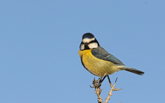 Cyanistes teneriffae degener