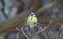 Cyanistes teneriffae teneriffae