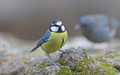 Cyanistes teneriffae teneriffae