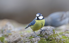 Cyanistes teneriffae teneriffae