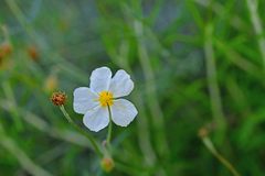 Helianthemum apenninum