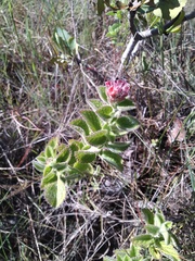 Stachytarpheta villosa