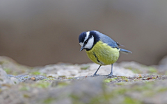 Cyanistes teneriffae teneriffae