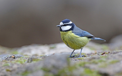 Cyanistes teneriffae teneriffae