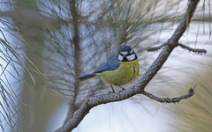 Cyanistes teneriffae teneriffae