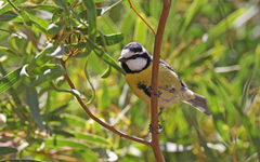 Cyanistes teneriffae degener