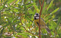 Cyanistes teneriffae degener