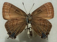 Satyrium calanus