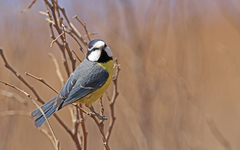 Cyanistes teneriffae degener