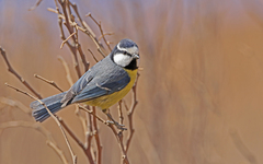 Cyanistes teneriffae degener
