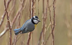 Cyanistes teneriffae degener