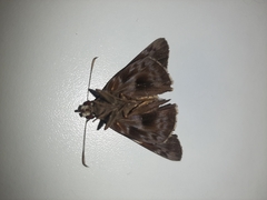 Lepidoptera
