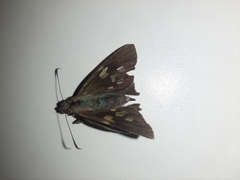 Lepidoptera