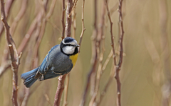 Cyanistes teneriffae degener