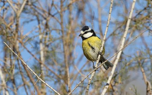 Herrerillo canario (Cyanistes teneriffae)
