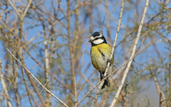 Cyanistes teneriffae degener