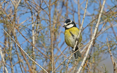 Cyanistes teneriffae degener