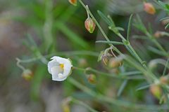 Helianthemum apenninum