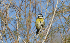 Cyanistes teneriffae degener