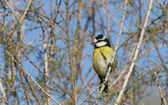 Cyanistes teneriffae degener