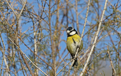 Cyanistes teneriffae degener