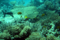 Pseudanthias squamipinnis