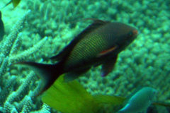 Pseudanthias squamipinnis