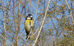 Cyanistes teneriffae degener