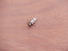 Prosopocera paykulli