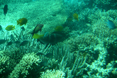 Pseudanthias squamipinnis