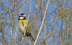 Cyanistes teneriffae degener