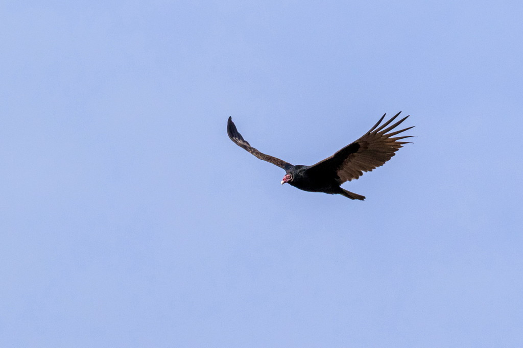 Turkey Vulture from Greene County, OH, USA on March 01, 2022 at 05:00 ...