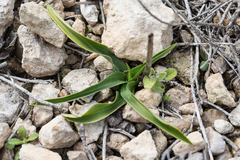 Anacamptis pyramidalis