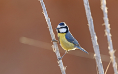 Cyanistes teneriffae degener
