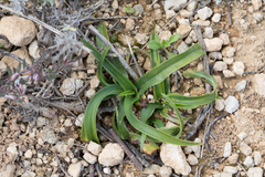 Anacamptis pyramidalis