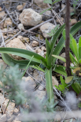 Anacamptis pyramidalis