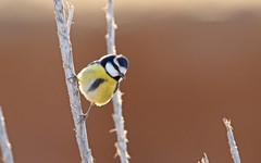 Cyanistes teneriffae degener