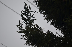 Zonotrichia atricapilla