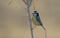 Cyanistes teneriffae degener