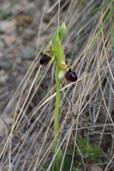 Ophrys sphegodes passionis