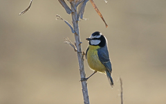 Cyanistes teneriffae degener