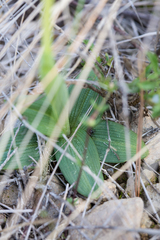 Ophrys sphegodes passionis